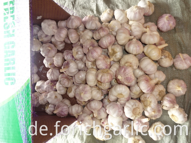 Regular Garlic 5 0cm